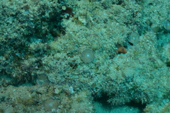 Amphisorus hemprichii