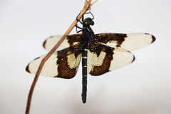 Chlorogomphus papilio
