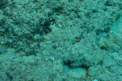 Amphisorus hemprichii