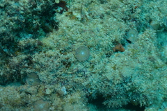 Amphisorus hemprichii