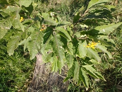 Solanum argentinum