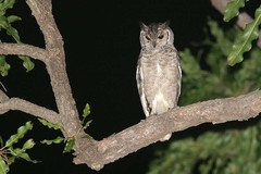 Bubo cinerascens