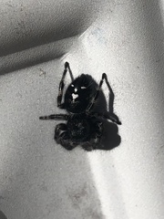 Phidippus audax