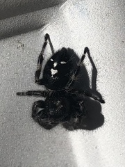 Phidippus audax