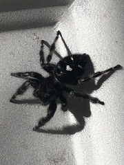 Phidippus audax