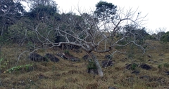 Enterolobium