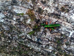 Plinthocoelium suaveolens