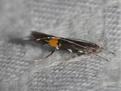 Cosmopterix lespedezae