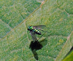 Condylostylus longicornis