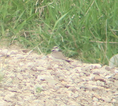 Charadrius placidus