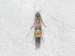 Cosmopterix lespedezae