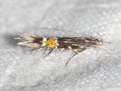 Cosmopterix lespedezae