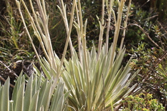 Espeletia boyacensis