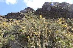 Espeletia boyacensis
