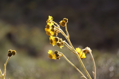 Espeletia boyacensis