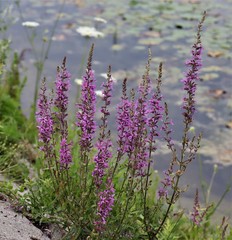 Lythrum salicaria