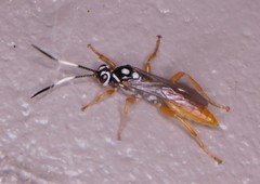 Cratichneumon w-album
