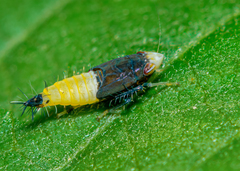 Scaphoideus incisus
