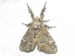 Dasychira plagiata