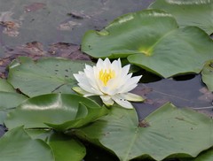 Nymphaea odorata