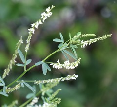 Melilotus albus