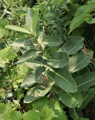 Asclepias syriaca