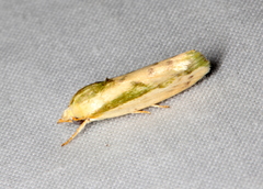 Earias huegeliana