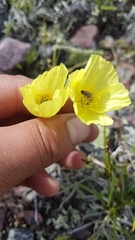 Papaver pseudocanescens