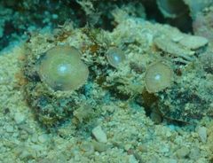 Amphisorus hemprichii