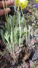 Papaver pseudocanescens