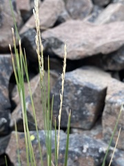 Piptatheropsis exigua