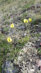 Papaver pseudocanescens