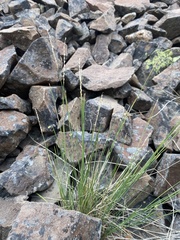 Piptatheropsis exigua