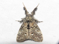 Dasychira plagiata