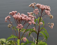 Eutrochium maculatum