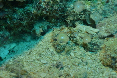 Amphisorus hemprichii