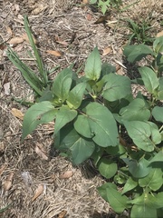 Mirabilis longiflora