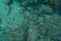 Amphisorus hemprichii