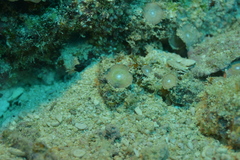 Amphisorus hemprichii