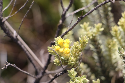 Monticalia ledifolia, photograph 5