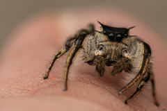 Phidippus insignarius