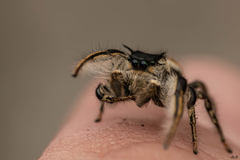 Phidippus insignarius