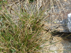 Divisae