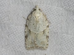 Acleris placidana
