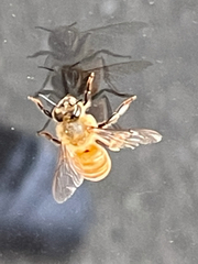 Apis mellifera