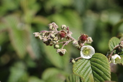 Rubus megalococcus