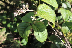 Rubus megalococcus