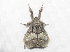Dasychira plagiata