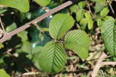 Rubus megalococcus