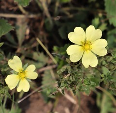 Potentilla recta